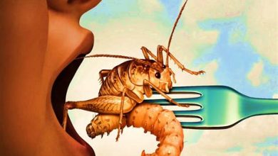 Alternatif Besin Kaynağı: Yenilebilir Böcekler!