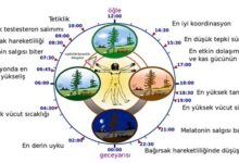 Biyolojik Saat: Uykunuzun Kalitesini Nasıl Artırırsınız?